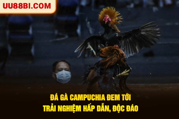 3+ Mẹo Cược Đá Gà Campuchia Dành Cho Người Mới Bắt Đầu 2 Đá gà Campuchia đem tới trải nghiệm hấp dẫn, độc đáo