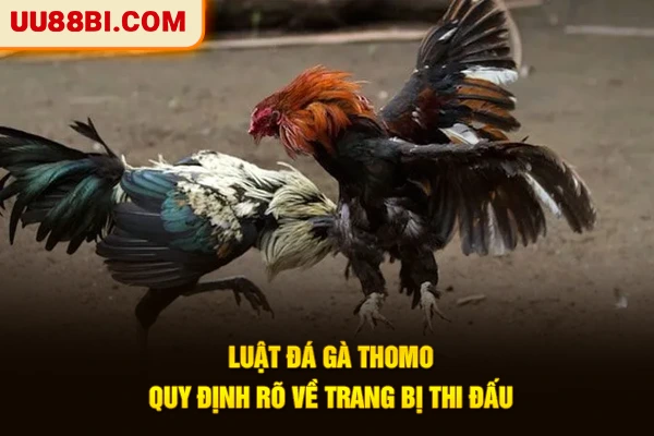 Luật Đá Gà Thomo - Tất Tần Tật Quy Định Bet Thủ Cần Biết 3 Luật đá gà Thomo quy định rõ về trang bị thi đấu