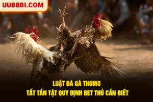Luật Đá Gà Thomo - Tất Tần Tật Quy Định Bet Thủ Cần Biết