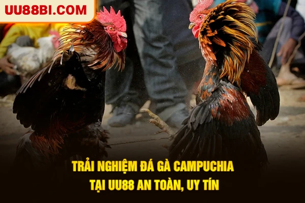 3+ Mẹo Cược Đá Gà Campuchia Dành Cho Người Mới Bắt Đầu 4 Trải nghiệm đá gà Campuchia tại UU88 an toàn, uy tín