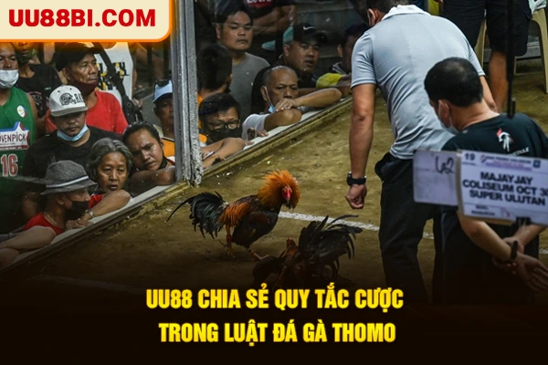Luật Đá Gà Thomo - Tất Tần Tật Quy Định Bet Thủ Cần Biết 4 UU88 chia sẻ quy tắc cược trong luật đá gà Thomo